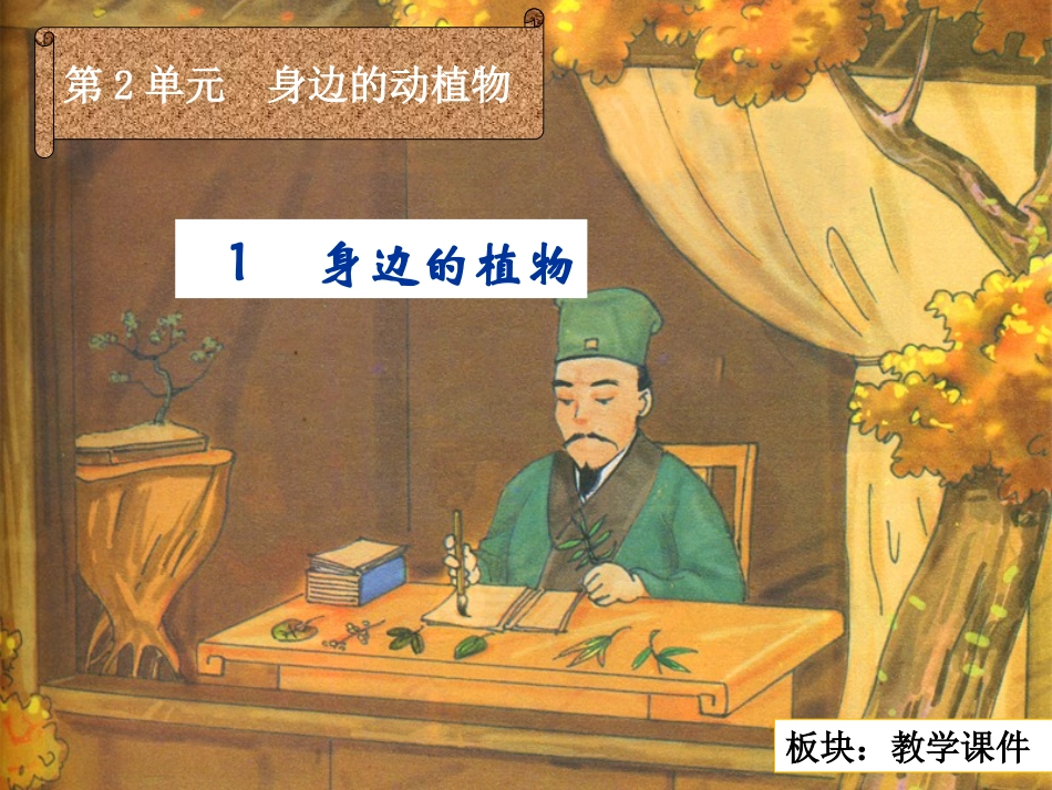 身边的植物教学课件_第2页