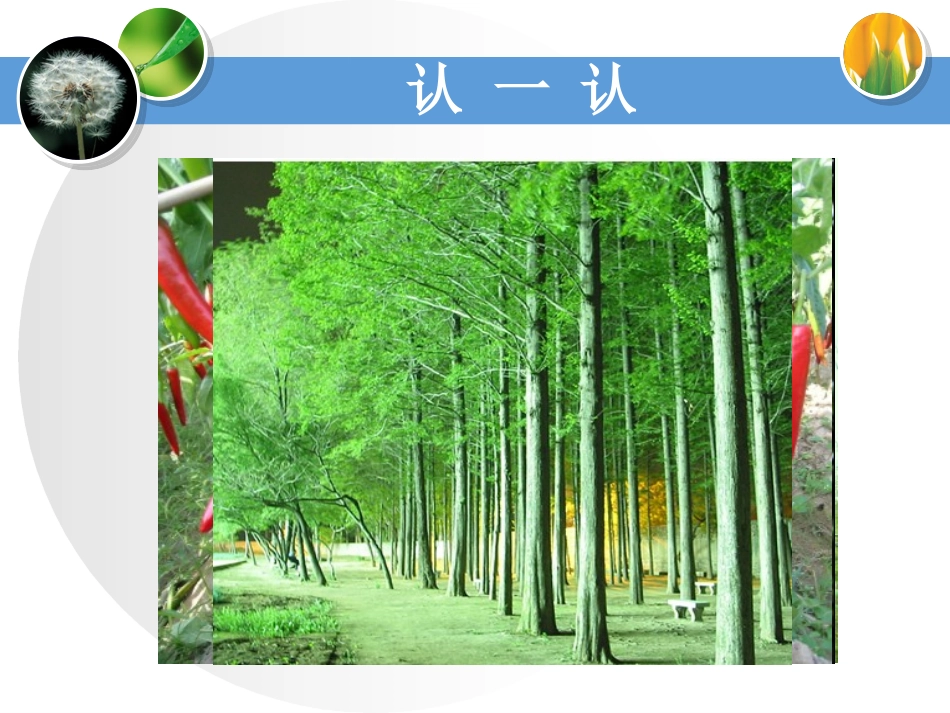 身边的植物教学课件_第3页