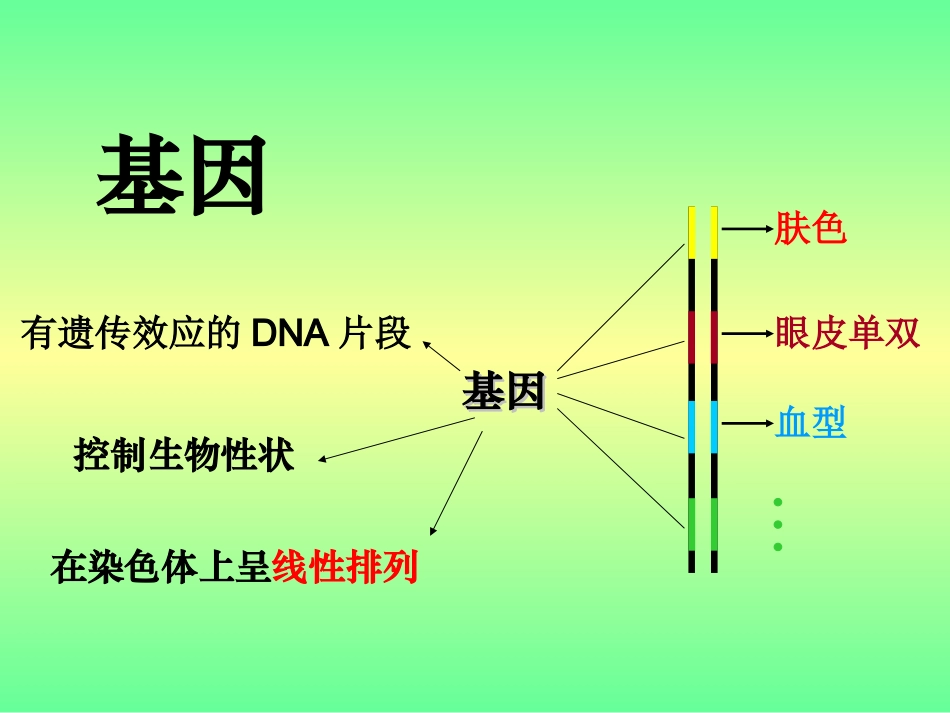 基因指导蛋白质的合成课件新人教必修_第3页