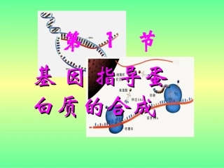 基因指导蛋白质的合成课件新人教必修