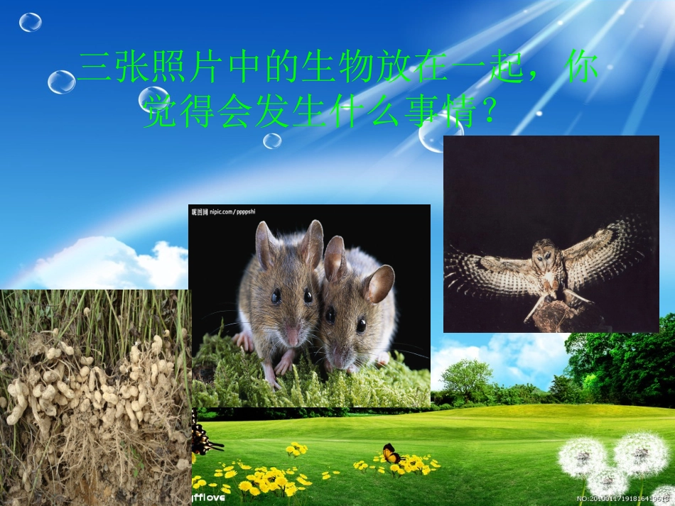 《有趣的食物链》1课件2_第2页