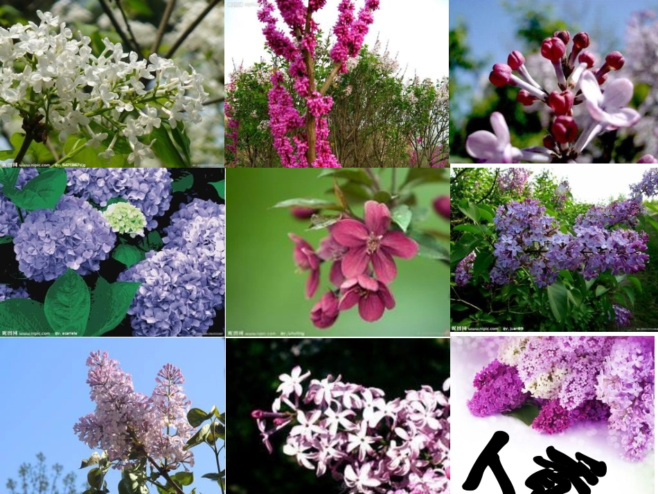 寻找幸运花瓣1_第1页