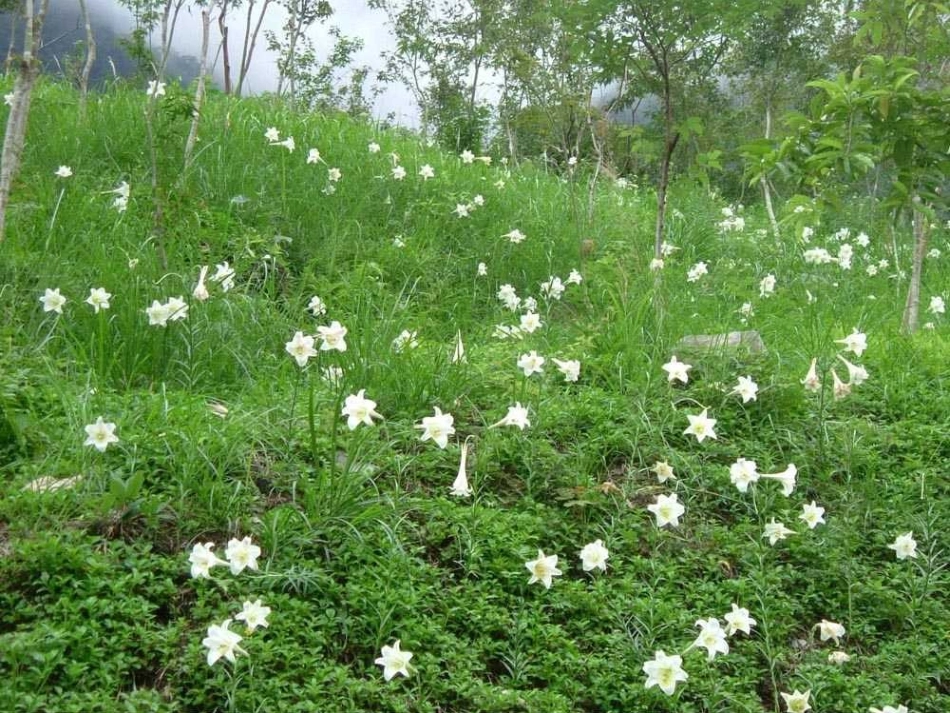 心田上的百合花开课件_第2页