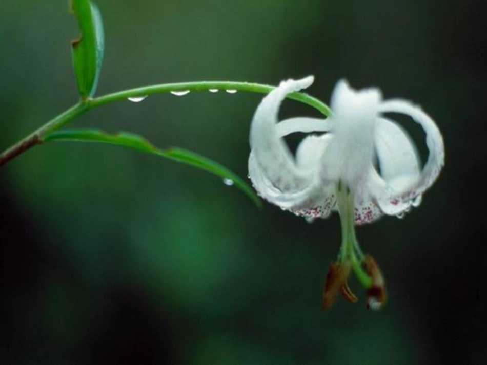 心田上的百合花开课件_第3页