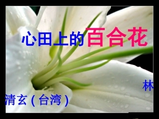 心田上的百合花开课件