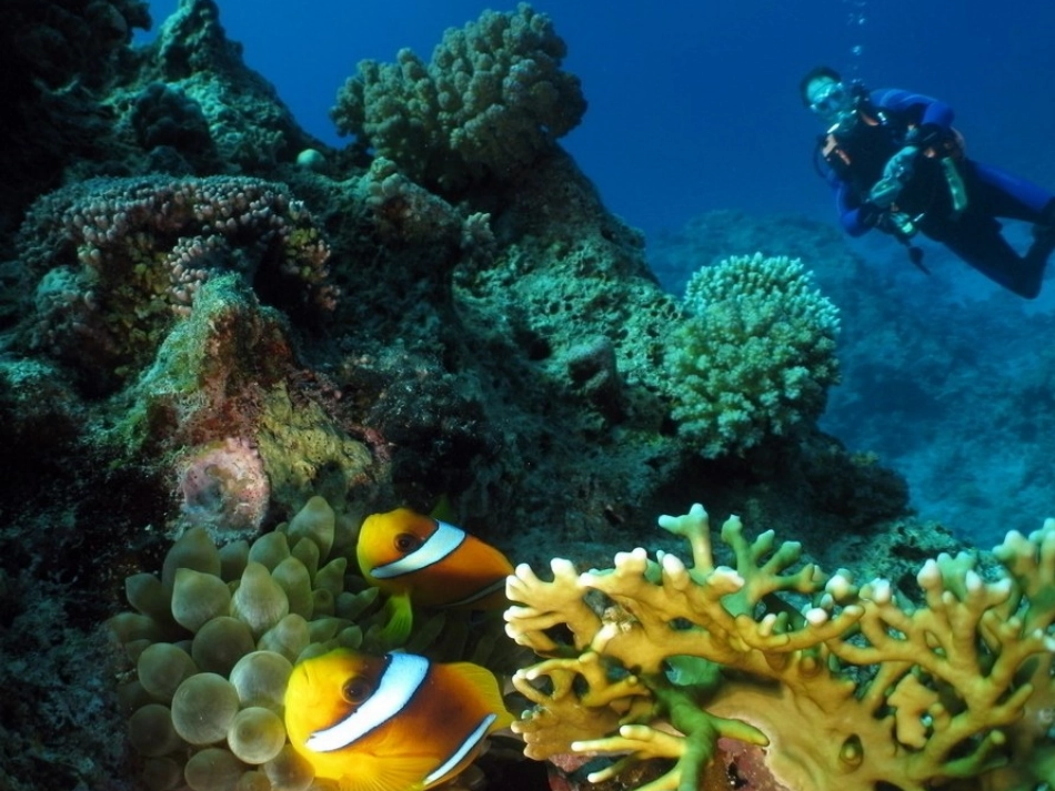 《剪对称鱼形》参考课件_第1页