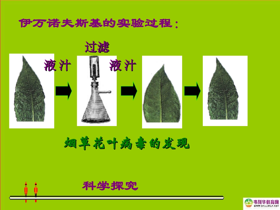 八年级生物上册第五章病毒课件新人教版_第3页