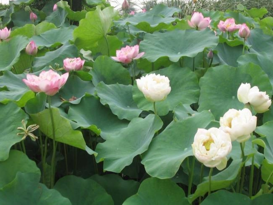 《荷花》 (2)_第2页