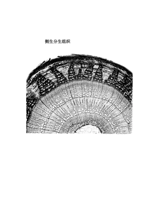 侧生分生组织