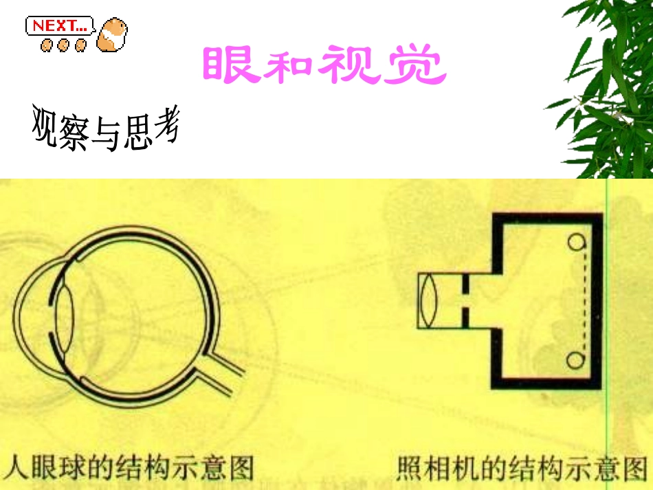 生物：第6章第1节人体对外界环境的感知课件1（人教版七年级下）_第2页