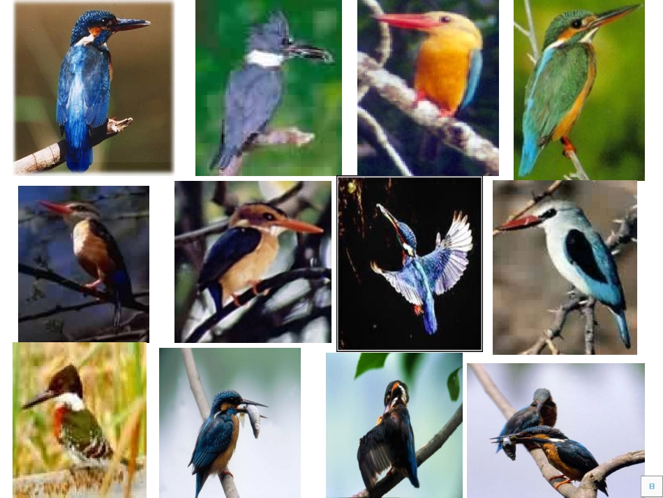 人教版三年级下册第二组第五课《翠鸟》课件_第1页