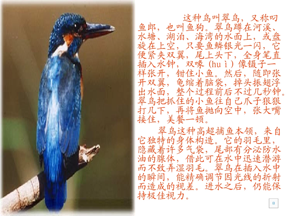 人教版三年级下册第二组第五课《翠鸟》课件_第2页