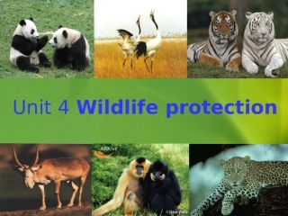区一中wildlifeprotection