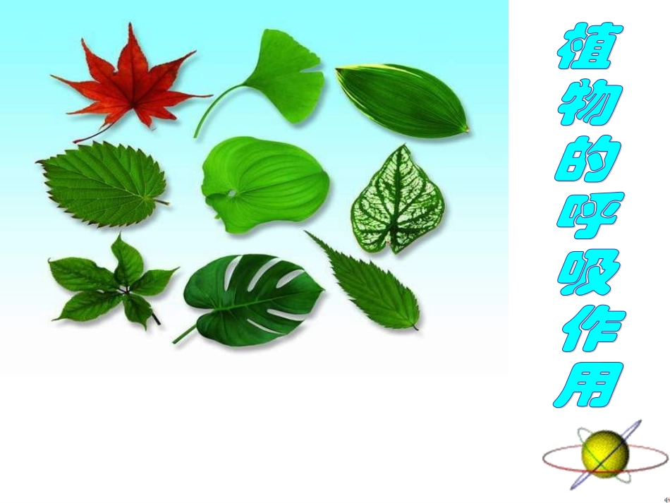 七年级生物绿色植物的呼吸作用_第1页