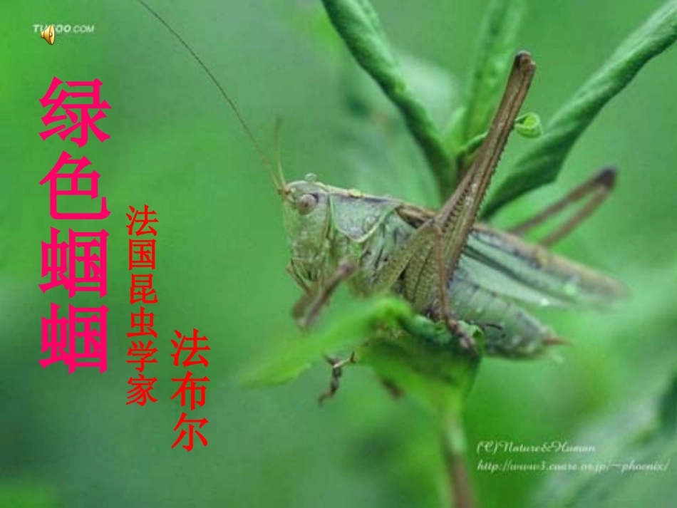 《绿色蝈蝈》上课定稿 (2)_第1页