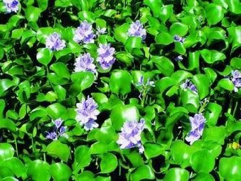 生物入侵者课件_第1页