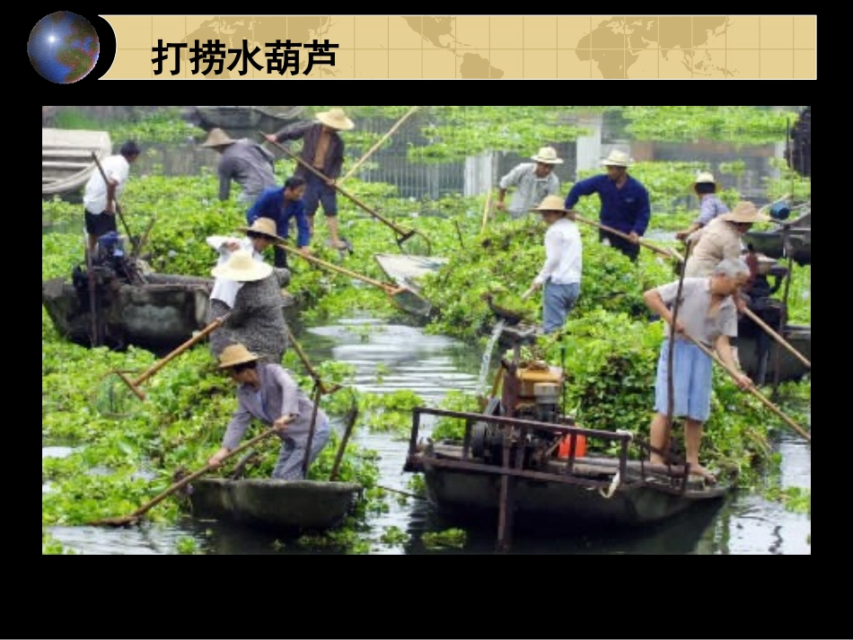 生物入侵者课件_第3页