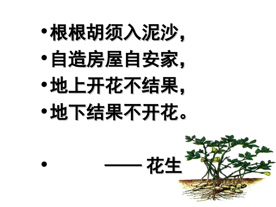 yina_《落花生》课件(新人教版小学语文五年级上册课件)(2)_第1页