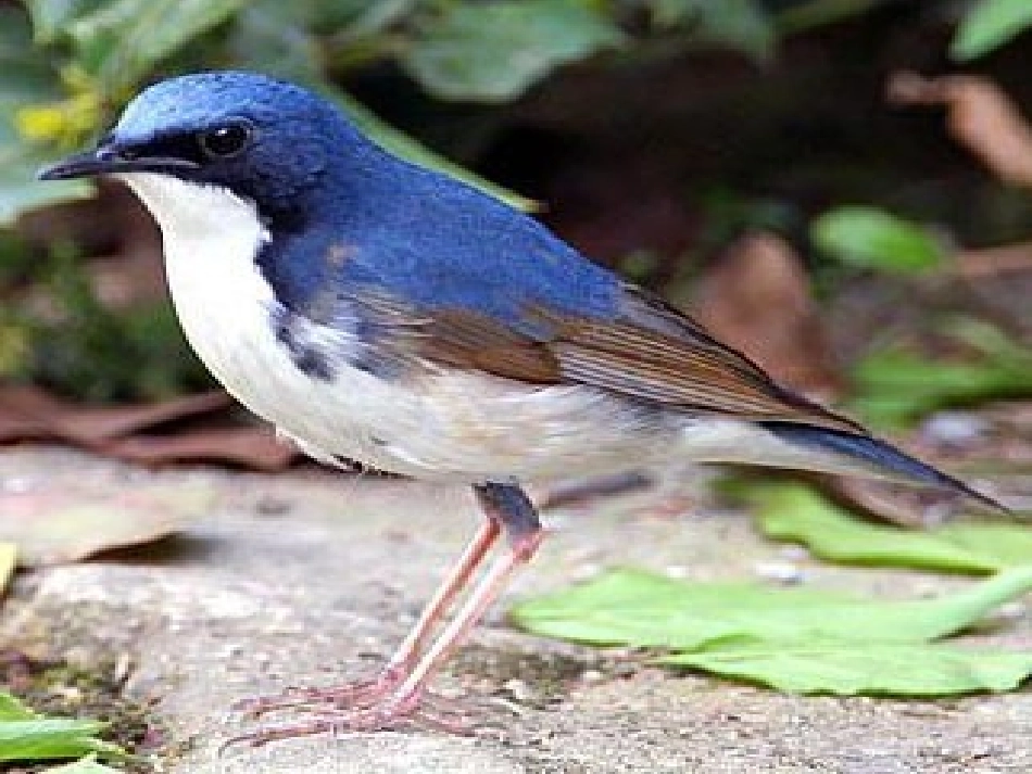 （语文S版）三年级语文上册课件父亲、树林和鸟_第2页