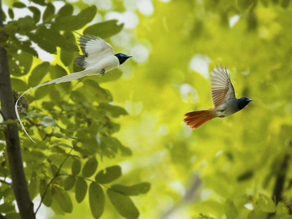 （语文S版）三年级语文上册课件父亲、树林和鸟_第3页