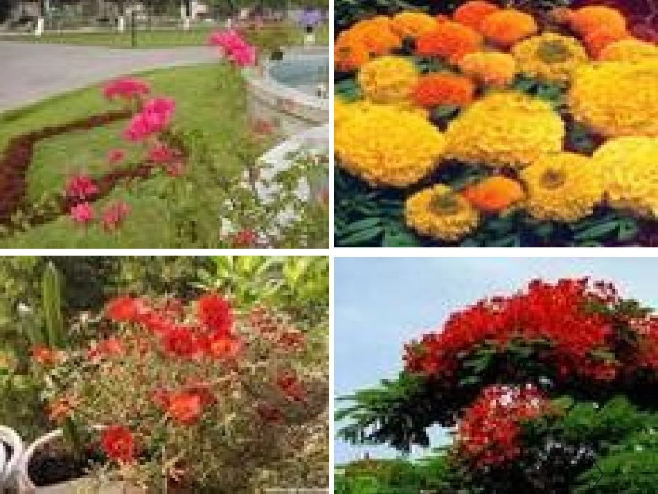 要得课件（花钟）_第3页
