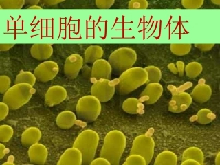 单细胞的生物体
