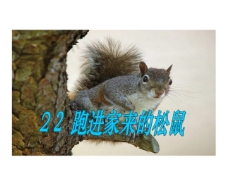 跑来家的松鼠