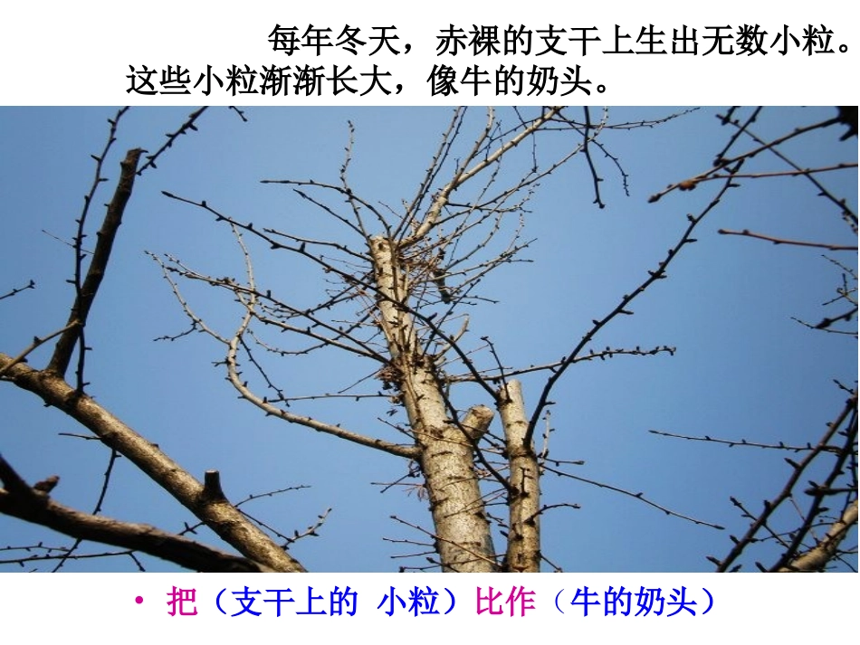 三棵银杏树PPT课件_第3页