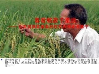 喜看稻菽千重浪（实上）
