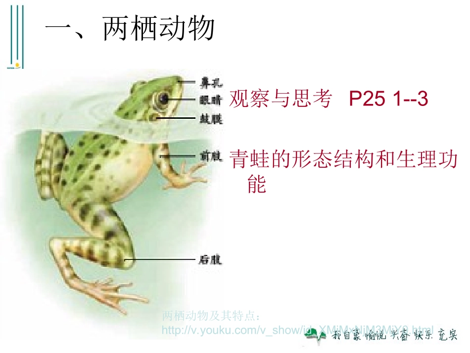 两栖动物和爬行动物 (2)_第3页