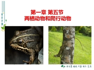 两栖动物和爬行动物 (2)