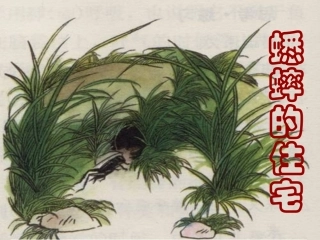 四年级上语文7《蟋蟀的住宅》第一课时侯晓燕