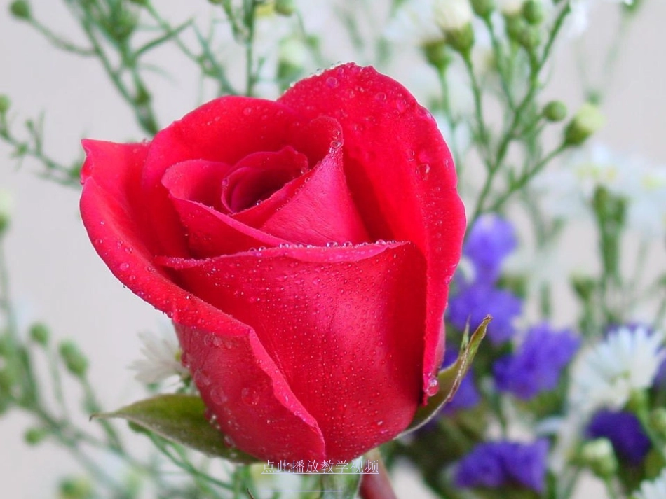 小鹿的玫瑰花课件7_第2页