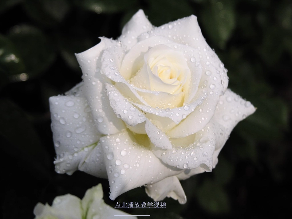 小鹿的玫瑰花课件7_第3页