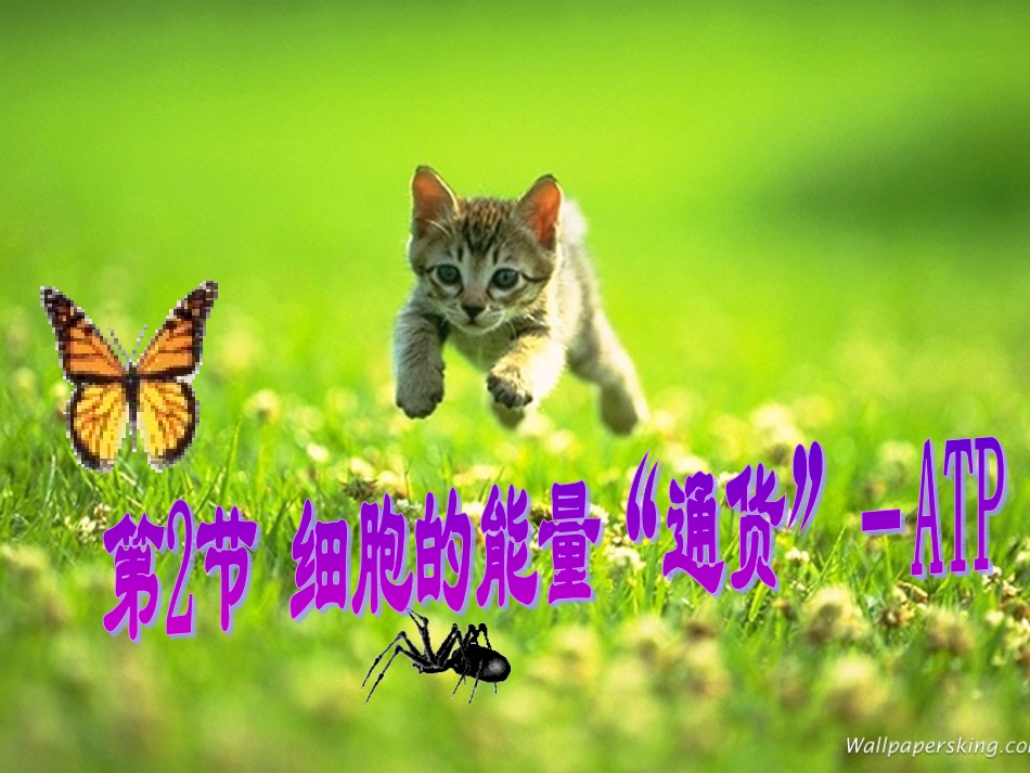 细胞的能量通货ATP_第1页