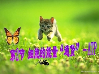 细胞的能量通货ATP