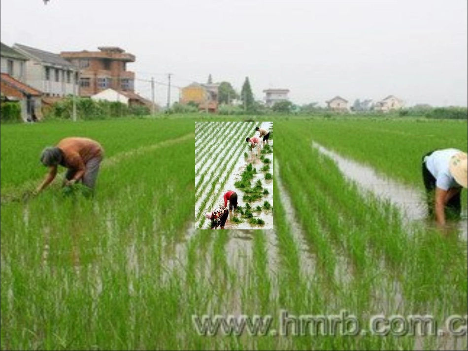 小稻秧历险记2_第3页