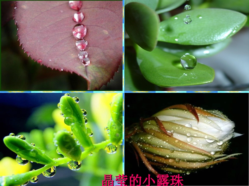 《小露珠》课件(二)_第2页