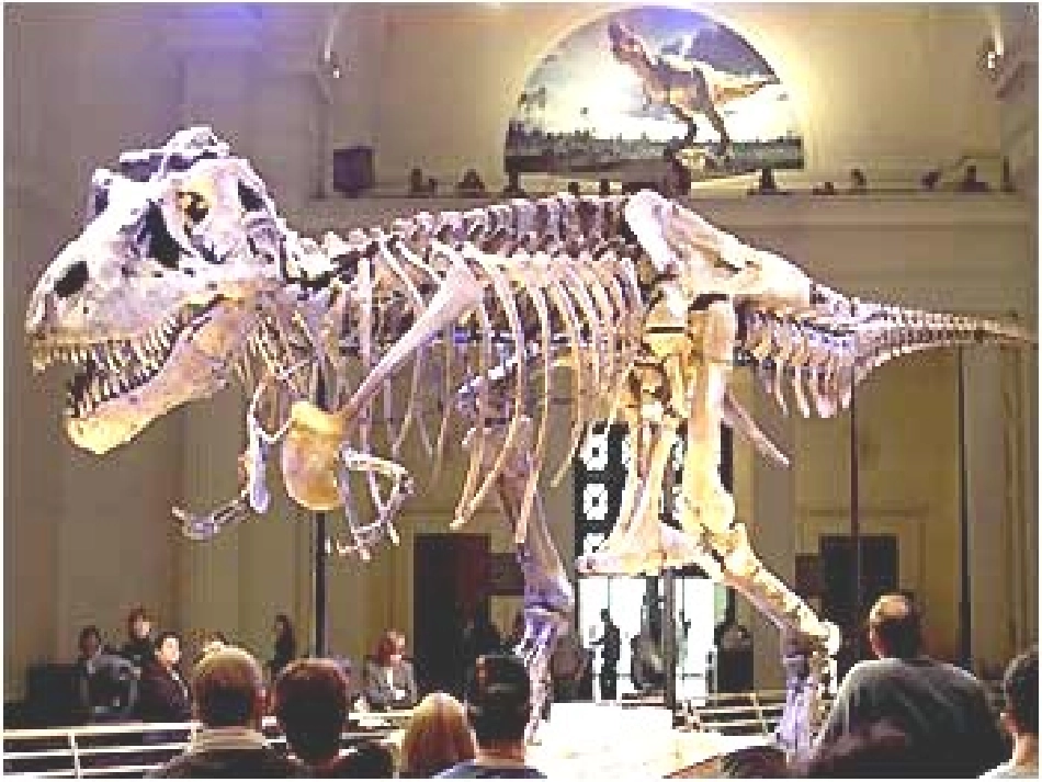 二年级上活化石册第33课《活化石》[1]_第3页