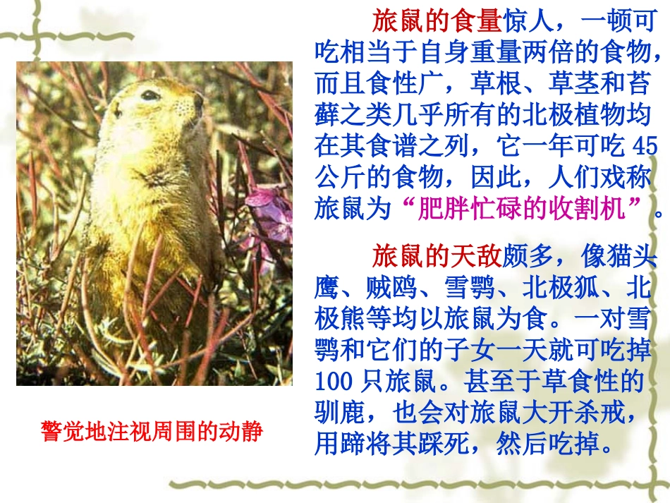 旅鼠之谜 (2)_第3页