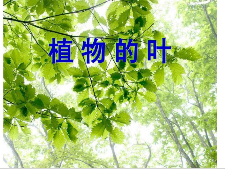 三年级上册科学第一单元《植物的叶》_第1页