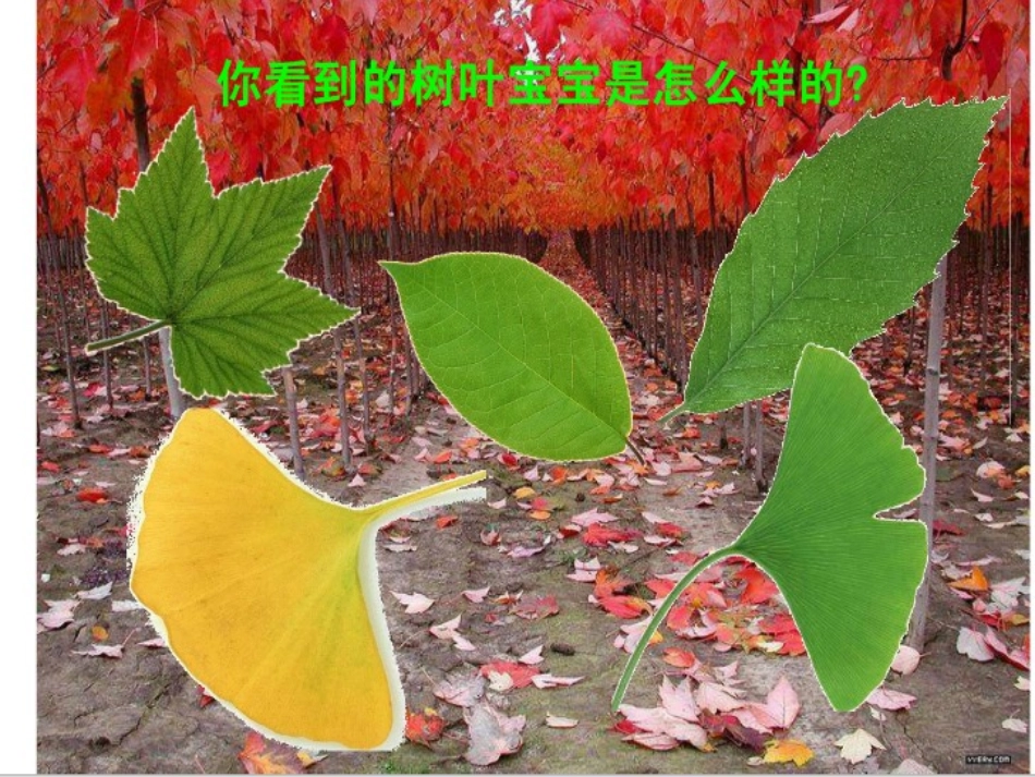 三年级上册科学第一单元《植物的叶》_第2页