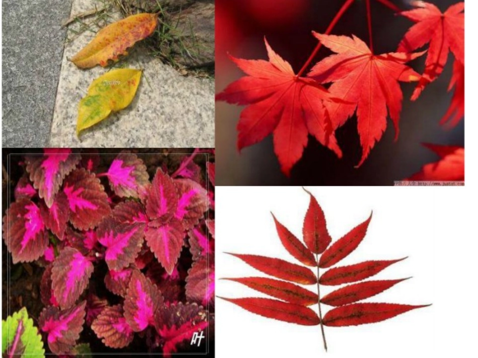 三年级上册科学第一单元《植物的叶》_第3页