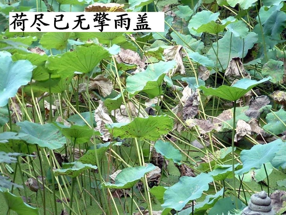 《古诗两首》课件 (2)_第3页
