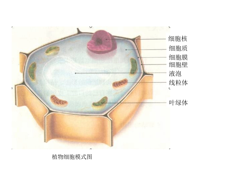 生物的结构层次_第2页