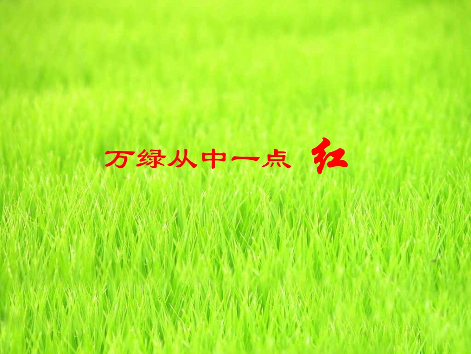 万绿丛中一点红课件_第1页