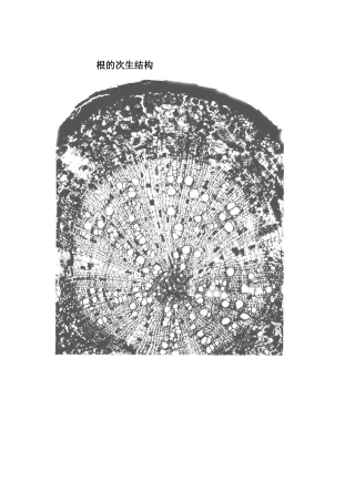 根的次生结构