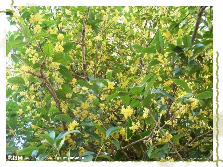 五年级语文上册第二组7桂花雨第一课时课件_第3页