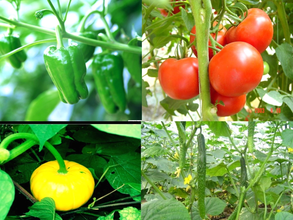 人教四下语文28、父亲的菜园(三疑三探)_第1页