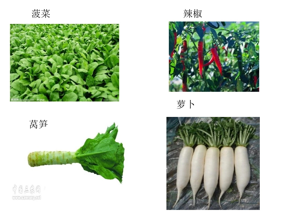 人教四下语文28、父亲的菜园(三疑三探)_第2页
